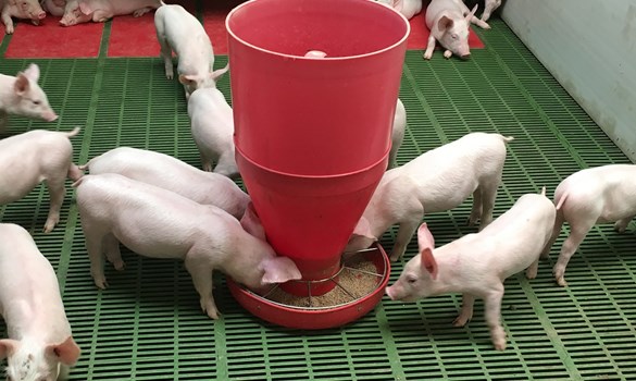 Weaner pigs feeding from circular feeder